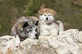 AKITA INU 015